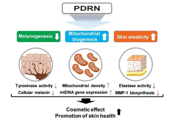 How PDRN Work? How PDRN Work?